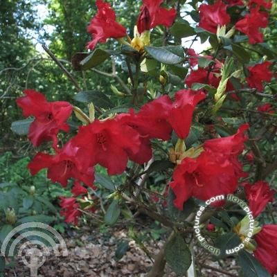 Rhododendron (F) 'Baden-Baden'
