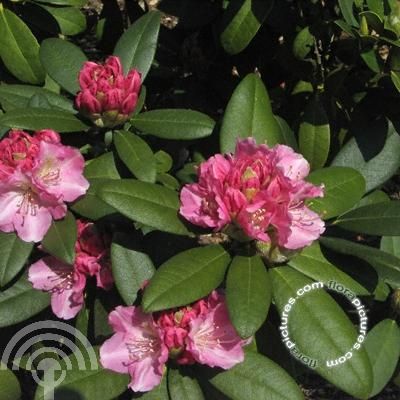 Rhododendron (Y) 'Doc'