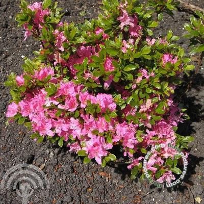 Rhododendron (AJ) 'Diamant Rosa'