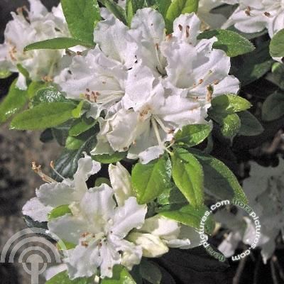 Rhododendron (AJ) 'Diamant ® weiß