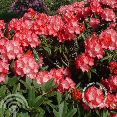 Rhododendron (Y) 'Fantastica'