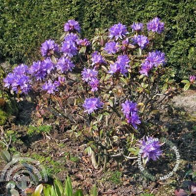 Rhododendron impeditum 'Gristede'