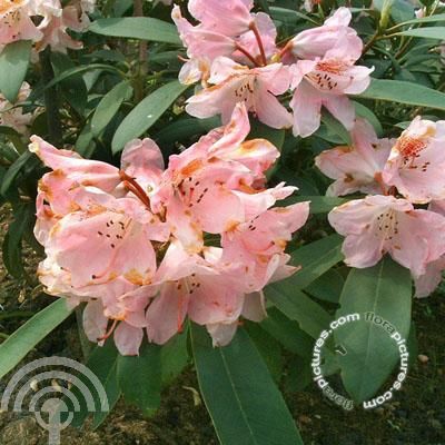 Rhododendron (Y) 'Grumpy'