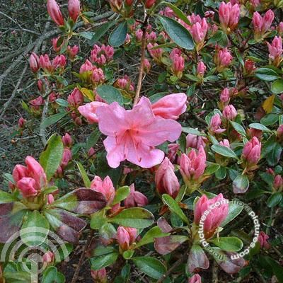 Rhododendron (AJ) 'Helena'