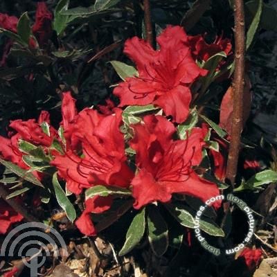 Rhododendron (AZ) 'Hot Shot Variegata'