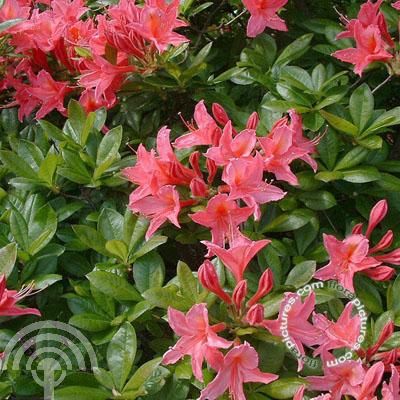 Rhododendron (AV) 'Jolie Madame'
