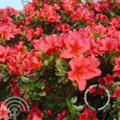 Rhododendron (D) 'Kazuko' (='Geisha Red')