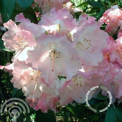 Rhododendron (Y) 'Marlis'
