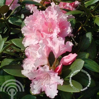 Rhododendron (Y) 'Silberwolke'
