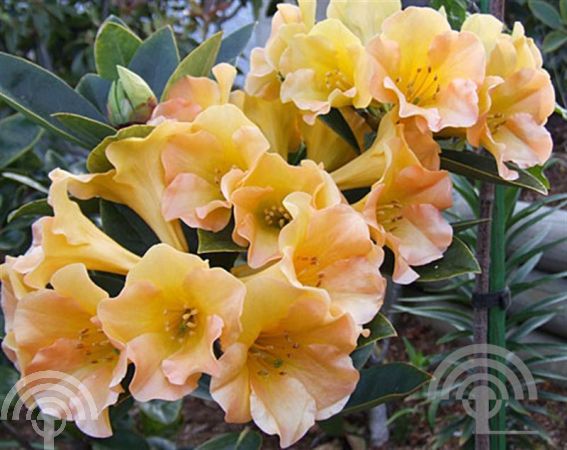 Rhododendron (AM) 'Sunburst'