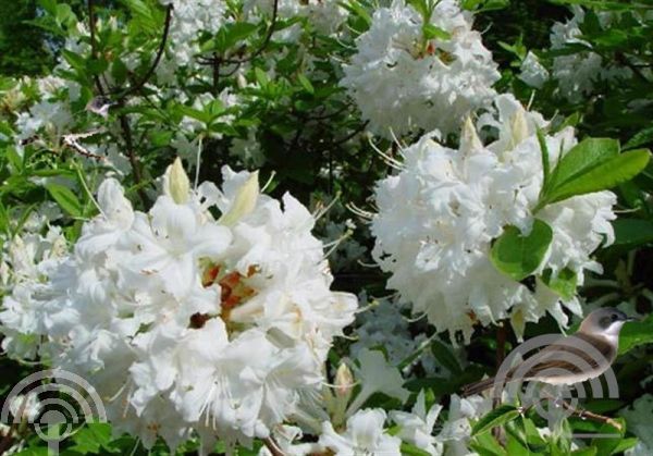 Rhododendron (AK) 'Whitethroat'