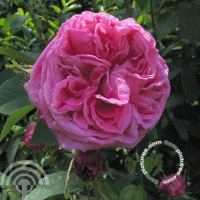 Rosa (H) 'Tuscany Superb'