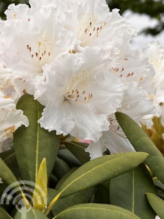 Rhododendron (Y) 'Schneewolke'