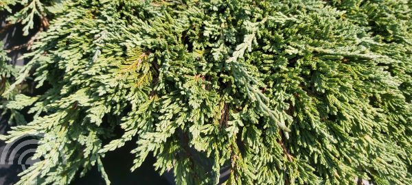 Juniperus hor. 'Pancake'