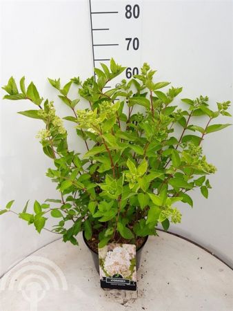 Hydrangea pan. 'Grandiflora'