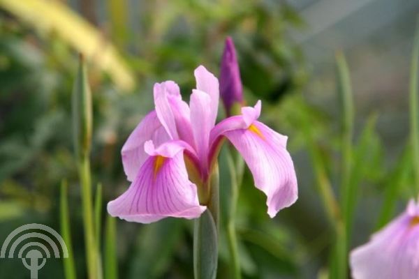 Iris laevigata 'Rose Queen' (= Irensata)