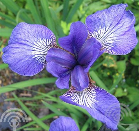 Iris sib. 'Blue King'