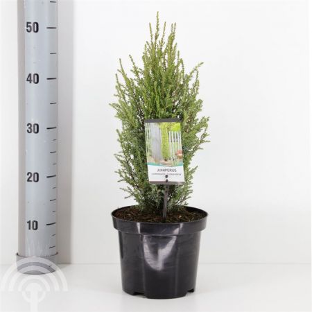 Juniperus com. 'Compressa'