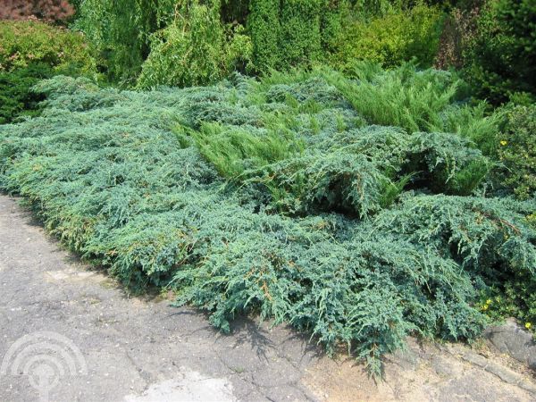 Juniperus med. 'Pfitzeriana'