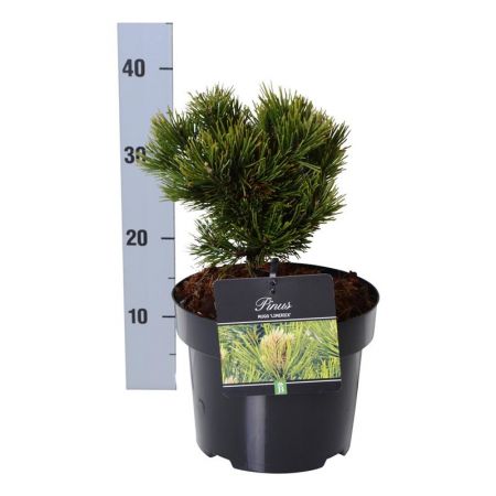 Pinus mugo 'Limerick'