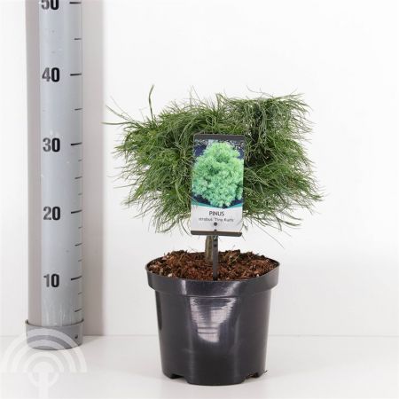 Pinus strobus 'Tiny Culs'