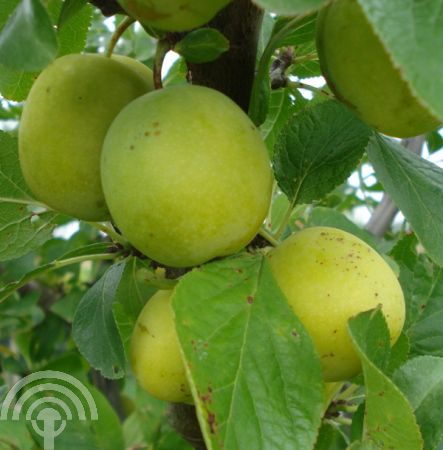 Prunus d. 'Ontario'