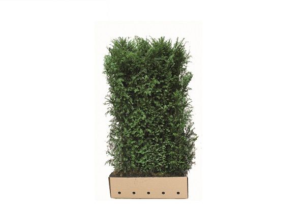 Quick Hedge - Taxus baccata