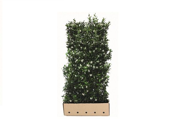 Quick Hedge - Trachelospermum jasminoides