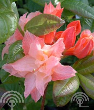 Rhododendron (AK) 'Berryrose'