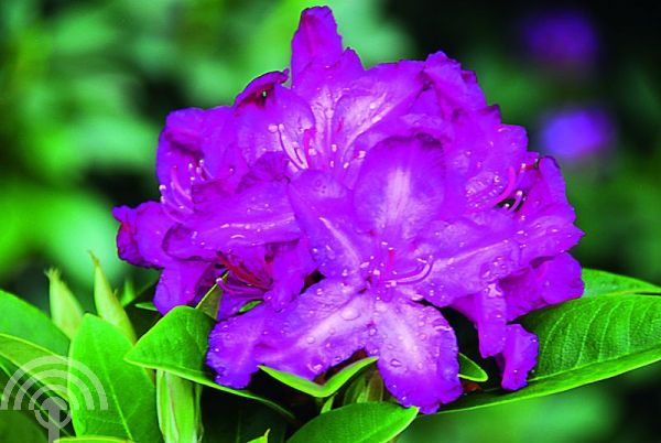 Rhododendron 'Blue Print'®