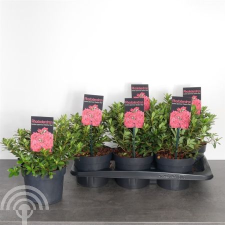 Rhododendron (AJ) 'Geisha Red' (='Kazuko')
