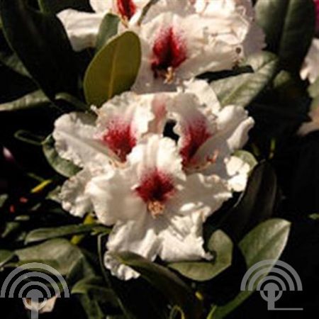 Rhododendron 'Hachmann's Picobello'®