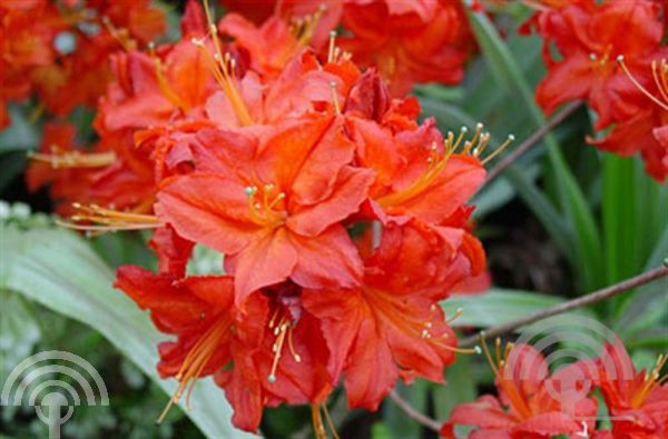 Rhododendron (AK) 'Satan'