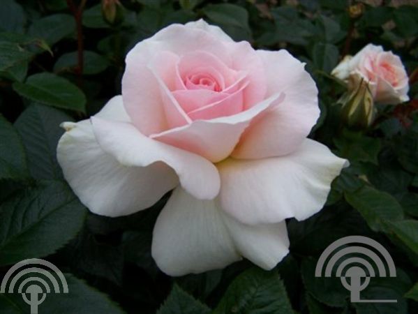 Rosa (T) 'A Whiter Shade of Pale' ®