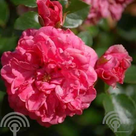 Rosa (F) 'Pink Swany' ®
