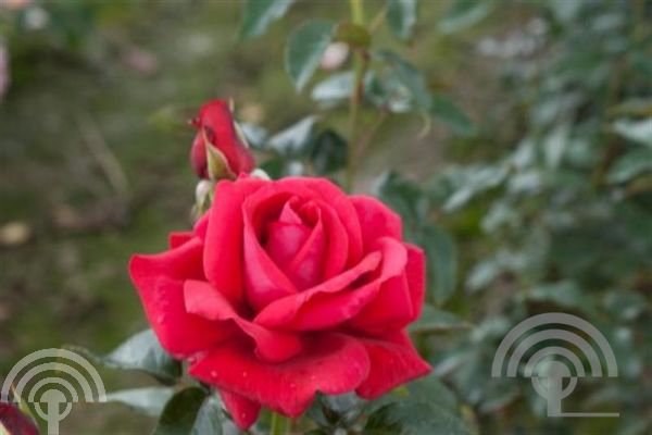 Rosa (K) 'Red Flame'®