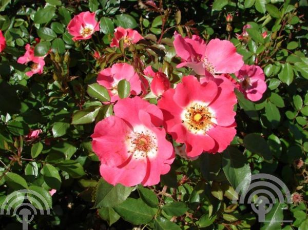 Rosa (H) 'Pink Meidiland' ®