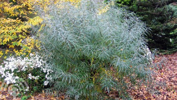 Salix elaeagnos subsp. angustifolia