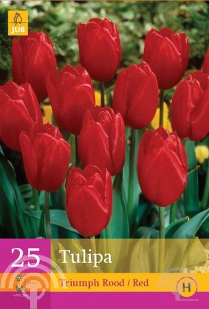 Tulipa Triumph - rood